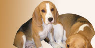 Kennel Skazka Sibiri, The breed is Beagle, Russia, Krasnoyarsk